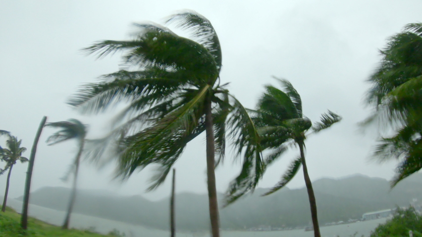 Palm trees under heavy rain and very strong wind. Tropical storm concept. Shot on an action camera. With natural sound | Shutterstock HD Video #1063803388