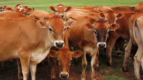 Dairy farming with Jersey cows