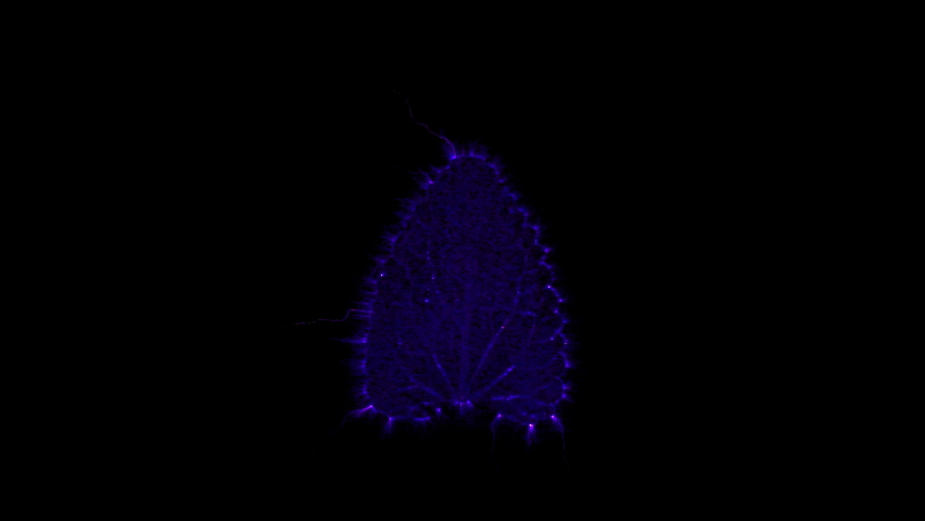 Kirlian photography of electromagnetic discharge of Catnip leaf. Royalty-Free Stock Footage #1063812736