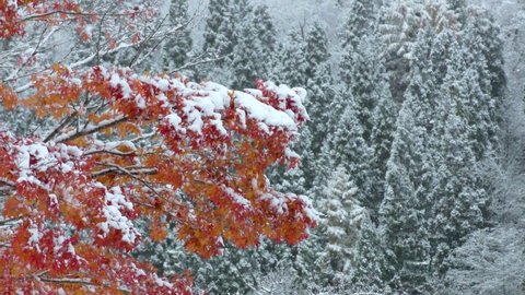 Maple of autumn leaves with snow
