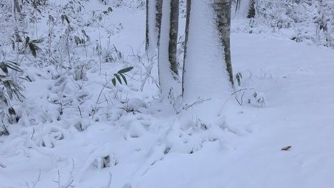 Beech forest after a snowstorm