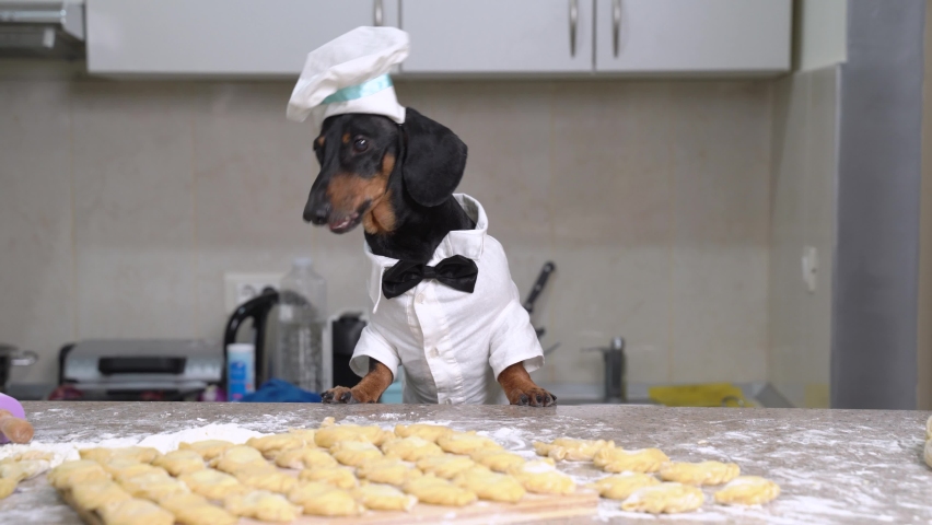 Funny dachshund blogger dog in costume of chef with cap and bow tie tells about recipe for vareniki - traditional Russian and Ukrainian dish for cooking show or vlog, front view. | Shutterstock HD Video #1063816633