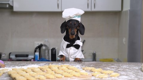 Funny dachshund blogger dog in costume of chef with cap and bow tie tells about recipe for vareniki - traditional Russian and Ukrainian dish for cooking show or vlog, front view.