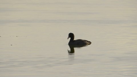 The Eurasian coot (Fulica atra), also known as the common coot, or Australian coot, dives in a lake in search for food in a pleasant evening light.