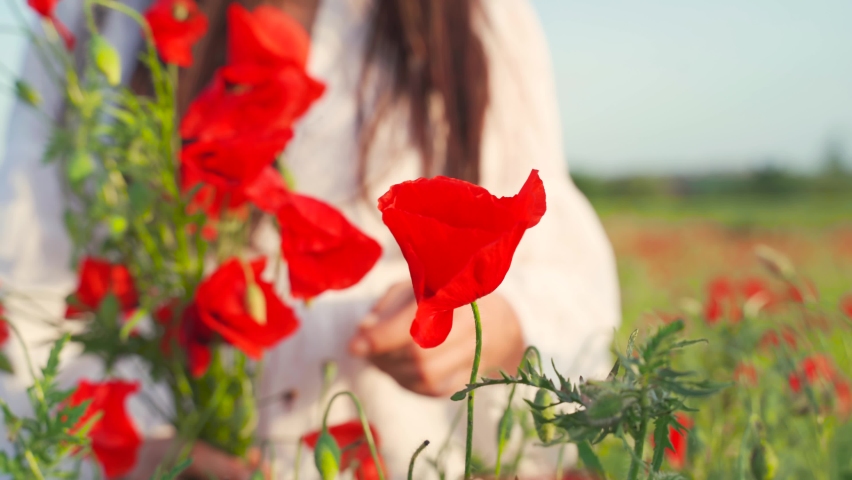 Young Caucasian woman holding a bouquet bends down to smell red poppy flower in field, handheld close up