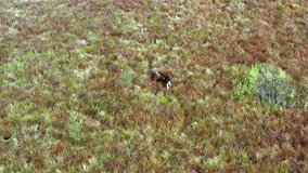 Elk in its natural habitat. Elk walks in the field. Two moose are walking along the tundra. Wild animals in a colorful clear field. Bird's eye video. Drone video 4k