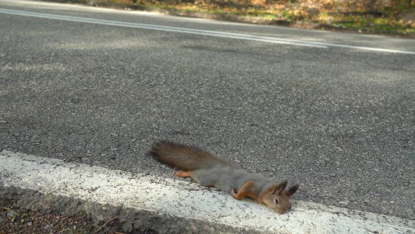 Death of wild animals on the roads. A dead squirrel lies on the road, just been killed by a car.