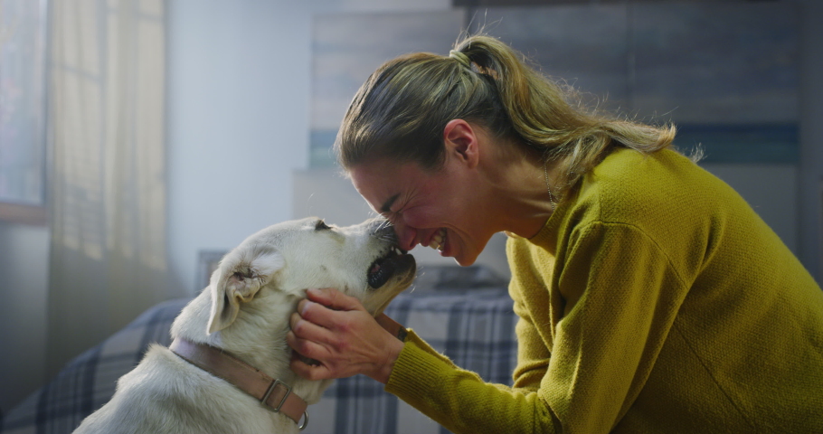 Cinematic close up shot of happy woman is caressing and kissing her pedigree Labrador Retriever dog while having fun together in a cosy bedroom. Concept: love for animals, friendship, happiness, pets | Shutterstock HD Video #1063832089