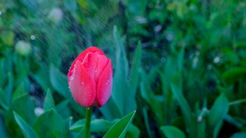 Red tulip bud in the rain. Spring flowers  in the garden