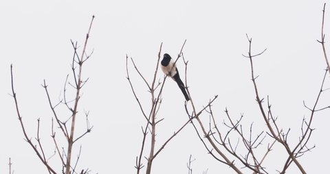 Eurasian magpie or Pica pica is sitting on frozen tree branch. Monochrome colored bird in winter forest.