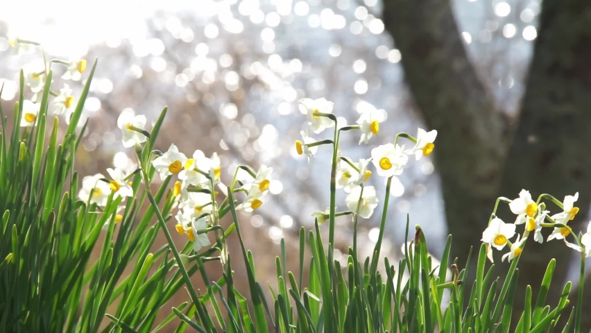 Spring daffodil flowers swaying in the wind Royalty-Free Stock Footage #1063835098