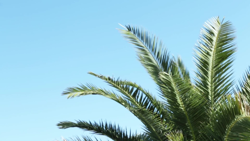 Awesome Topical Date Palm Tree With Branches Moving in The Wind, Leaf Palm Tree On Blue Sky Royalty-Free Stock Footage #1063835254