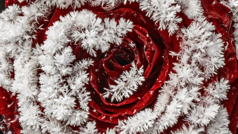  Freezing red rose, ice and snow crystals forming on the flower petals close up frost, macro, 4k. Top view. Morning dew