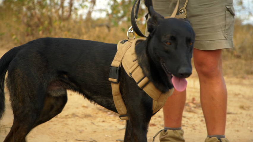 Belgian Malinois anti poaching dog on patrol with handler in African game park Royalty-Free Stock Footage #1063840585