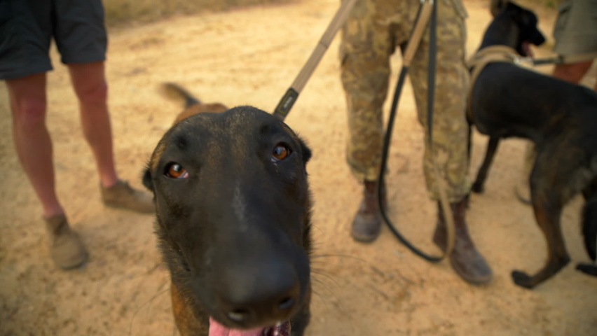 Belgian Malinois dog on patrol guarding African wildlife reserve from poachers Royalty-Free Stock Footage #1063840816