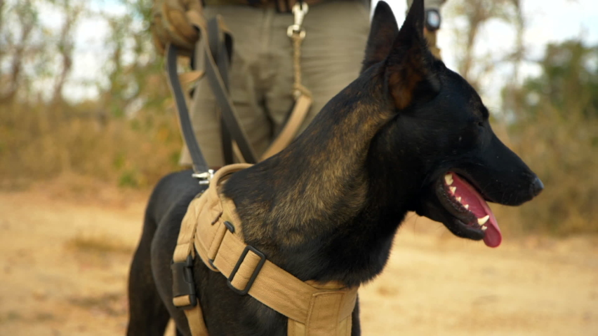 Portrait of Belgian Malinois dog on leash with handler in background, trained to protect African wildlife reserve from poachers Royalty-Free Stock Footage #1063841044