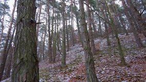 Winter forest. First snow. Tree video