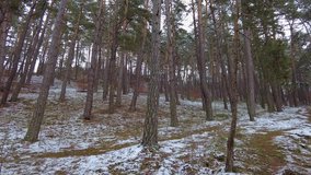View of Winter forest. First snow. Tree video