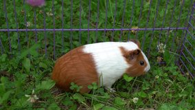 Cute white and brown happy guinea pig eating fresh grass outdoors.