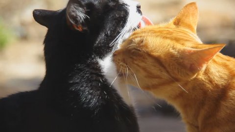Two Cats licking each other