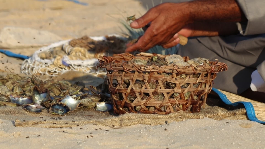Close of a hands opening the oysters to find pearl. Pearl business was one of Qatar’s main industries until the early 1940s.