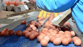 Factory Chicken egg production. Worker sort chicken eggs on conveyor. Agribusiness company. High quality 4k footage