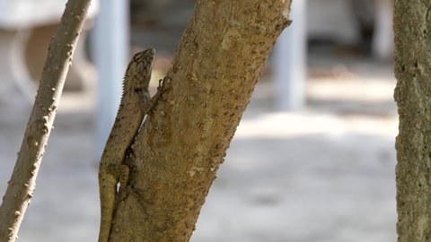 A lizard stand still on a tree.