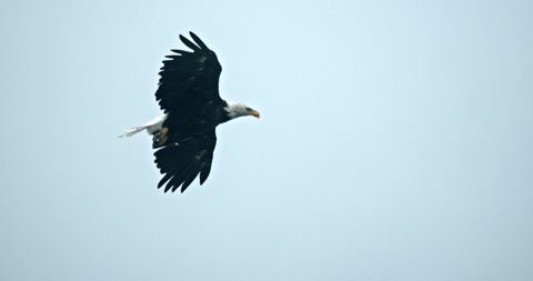 Bald Eagle Flying Under Sky, Slow Motion Full Frame. North American Bird Search For Prey, Tracking Shot