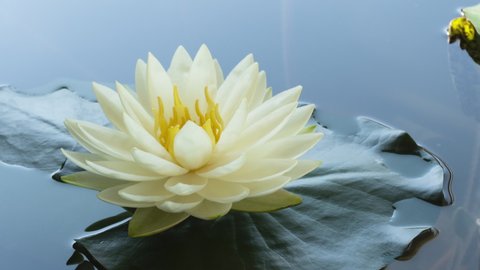Close-up time lapse of water lily blooming in pond. White lotus flower timelapse opening. Time-lapse waterlily blossom with reflection of clouds fast floating in blue sky.