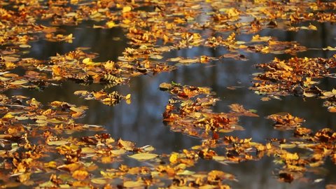 Fallen leaves on the surface of the Mreznica River in autumn, Croatia