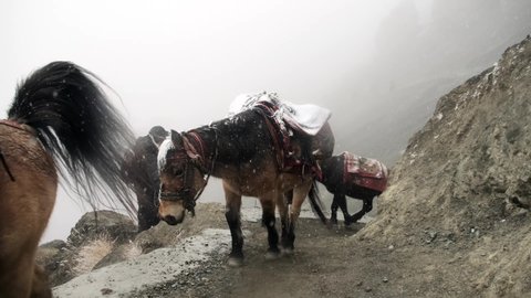 Transportation of goods on mules across hanging bridge in the Himalayas. Nepal.