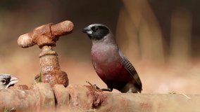 A small black-faced waxbill (Estrilda erythronotos) drinking water from a leaking tap, South Africa