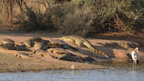 A large Nile crocodile (Crocodylus niloticus) emerging from the water to bask, Kruger National Park, South Africa.