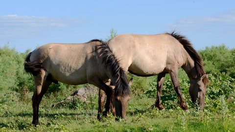 Slow motion, Two wild horses grazes in a green meadow. Wild Konik or Polish primitive horse. Ermakov island, Danube Biosphere Reserve in Danube delta, Ukraine