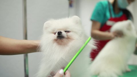 Happy cute white Pomeranian Dog getting groomed at salon. Professional cares for a dog in a specialized salon. Selective focus.