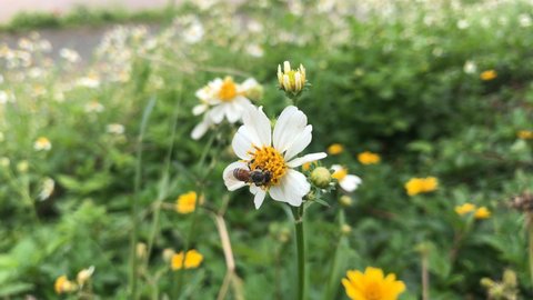 A gentle breeze blows back and forth, the little bees gather beautiful flowers in the flower garden. In the flower garden full of bright yellow green leaves Looks natural.