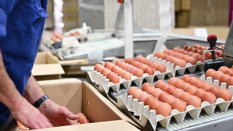 Worker packing eggs in a production line. High quality 4k footage