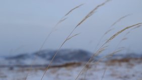 Video of Grass Growth Ear Silhouette against Blue Sunset Sky and Snowcapped Mountain in Cold Winter Snow Windy Weather