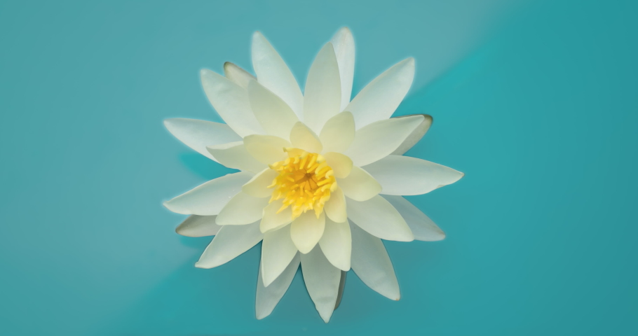 4k Time lapse of waterlily flower blossoming | Shutterstock HD Video #1063886554