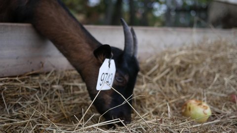 Goat from a farm wearing an ear tag with the identification number associated with the animal.