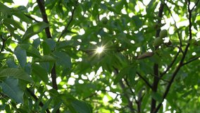 Closeup view 4k video of green branches of tree growing in garden