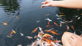 young asian women girl sitting and feeding koi fish in the park top view 4k video 