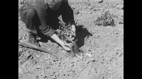 1960s: Person places cut pieces of potato on ground. Person digs up new potato plant from ground. Illustration of plant with roots growing in ground. Person grabs sweet potato plant in garden.