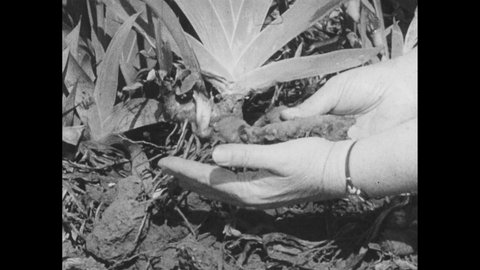 1960s: Person pulls iris plant from garden and points at rhizome at bottom of plant. Iris plant grows in glass tank.