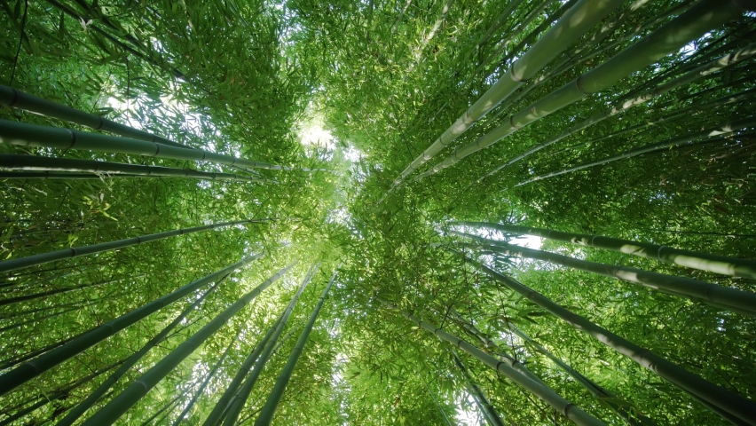 Beautiful bamboo forest, renewable sustainable energy resource. tropical and alpine climatic zones of Africa, Asia, and America. essential material for people living in poverty in developing countries | Shutterstock HD Video #1063894189