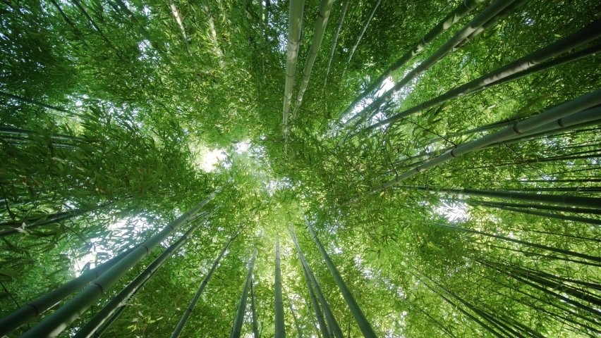 beautiful bamboo forest, renewable sustainable energy resource. tropical and alpine climatic zones of Africa, Asia, and America. essential material for people living in poverty in developing countries Royalty-Free Stock Footage #1063894189
