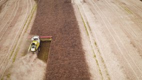 Aerial video flying over harvesting oilseed rape in autumn field. Harvester combine in a cloud of dust glowing from the setting sun. Aerial top view
