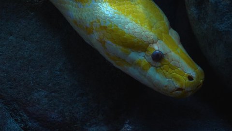 Close up of albino boa constrictor head slowly moving	
