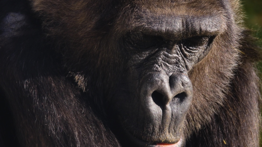 Close up of gorilla face opening his eyes. | Shutterstock HD Video #1063898878