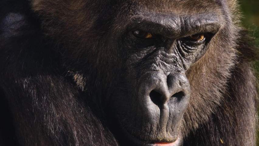 Close up of gorilla face opening his eyes. Royalty-Free Stock Footage #1063898878